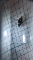 Liocoris tripustulatus