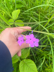 Phlox glaberrima, photograph (c) paige, some rights reserved (CC BY)