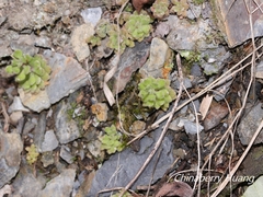 Sedum stellariifolium