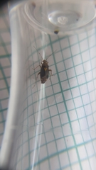 Liocoris tripustulatus