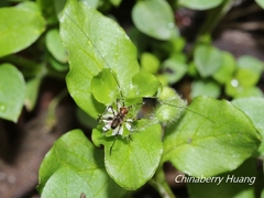 Phaneroptera nigroantennata