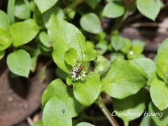 Phaneroptera nigroantennata