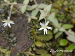 Stellaria vestita