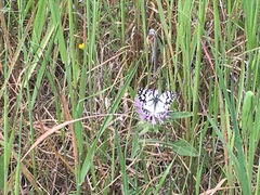 Melanargia ines