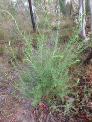Prostanthera behriana