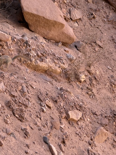 Hopi Chipmunk observed by jderby125