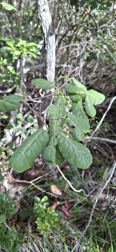 Cleistanthus stipitatus observed 2026-07-12