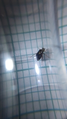 Liocoris tripustulatus