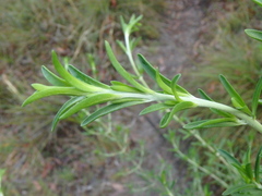 Prostanthera behriana