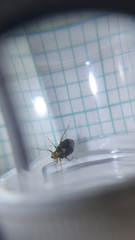 Liocoris tripustulatus