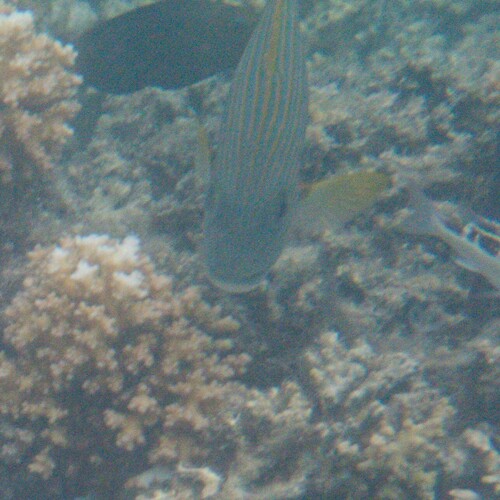 Plectorhinchus chrysotaenia observed 2026-07-10