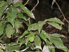Quercus stenophylloides