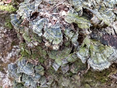 Trametes versicolor image