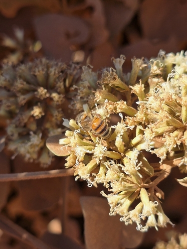 Western Honey Bee