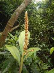 Alpinia stachyodes