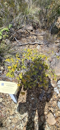Cleistanthus stipitatus observed 2026-07-12