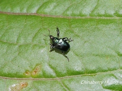 Euops chinensis