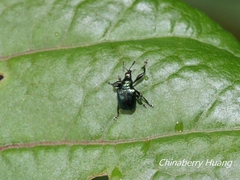 Euops chinensis