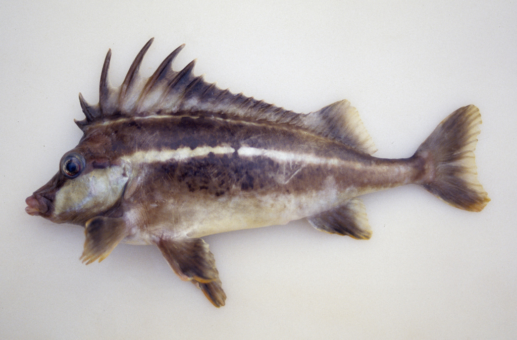 Smooth horsefish (Congiopodus coriaceus) — Congiopodidae