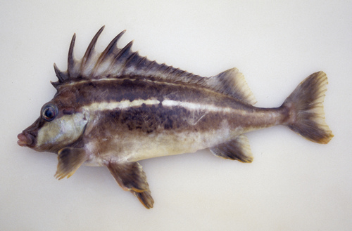 Smooth horsefish (Congiopodus coriaceus) — Congiopodidae