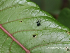 Euops chinensis