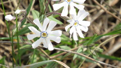 Phlox bifida