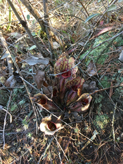 Sarracenia purpurea venosa