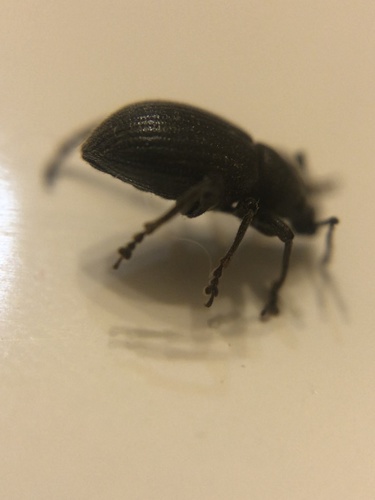 Lilac Root Weevil photo 3