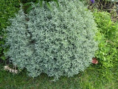 Syncarpha argyropsis