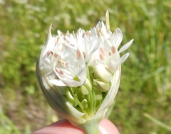 Allium canadense