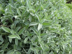 Syncarpha argyropsis