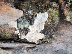 Skeletocutis amorpha