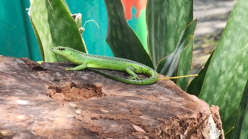 Lamprolepis smaragdina observed 2026-07-11