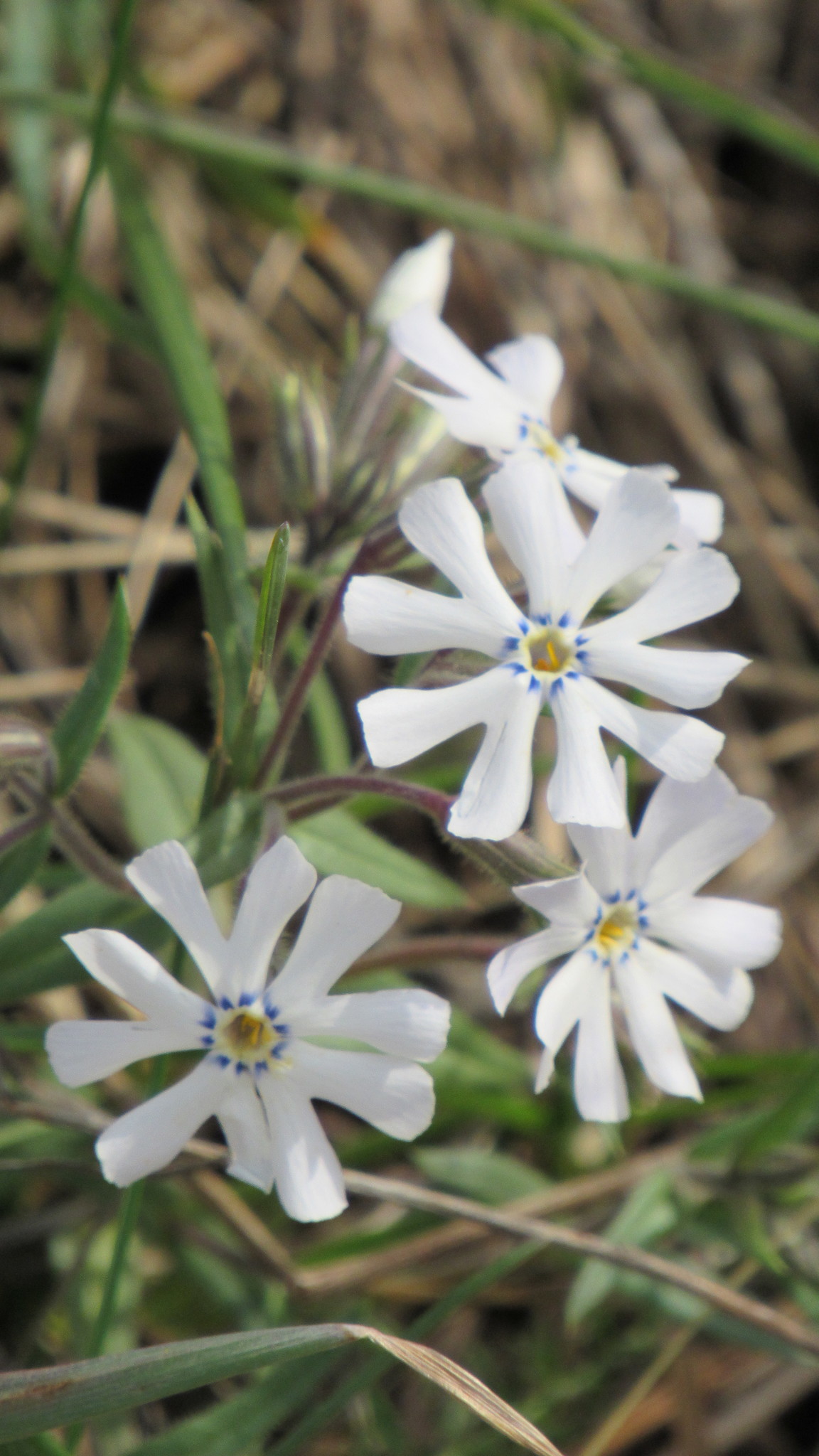 Phlox bifida ssp. bifida