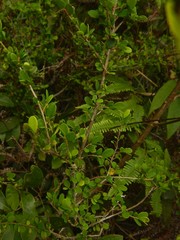 Phyllanthus acidus