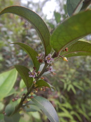 Ilex pubescens