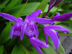 Bletilla