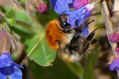 Bombus schrencki
