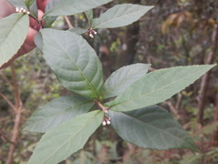 Callicarpa brevipes