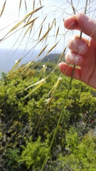 Celtica gigantea