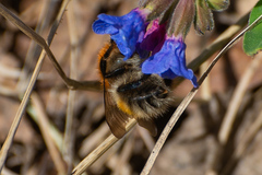 Bombus schrencki