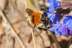 Bombus schrencki