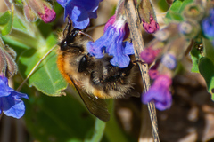 Bombus schrencki