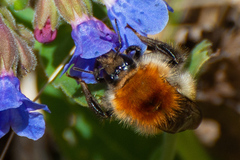 Bombus schrencki