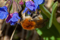 Bombus schrencki
