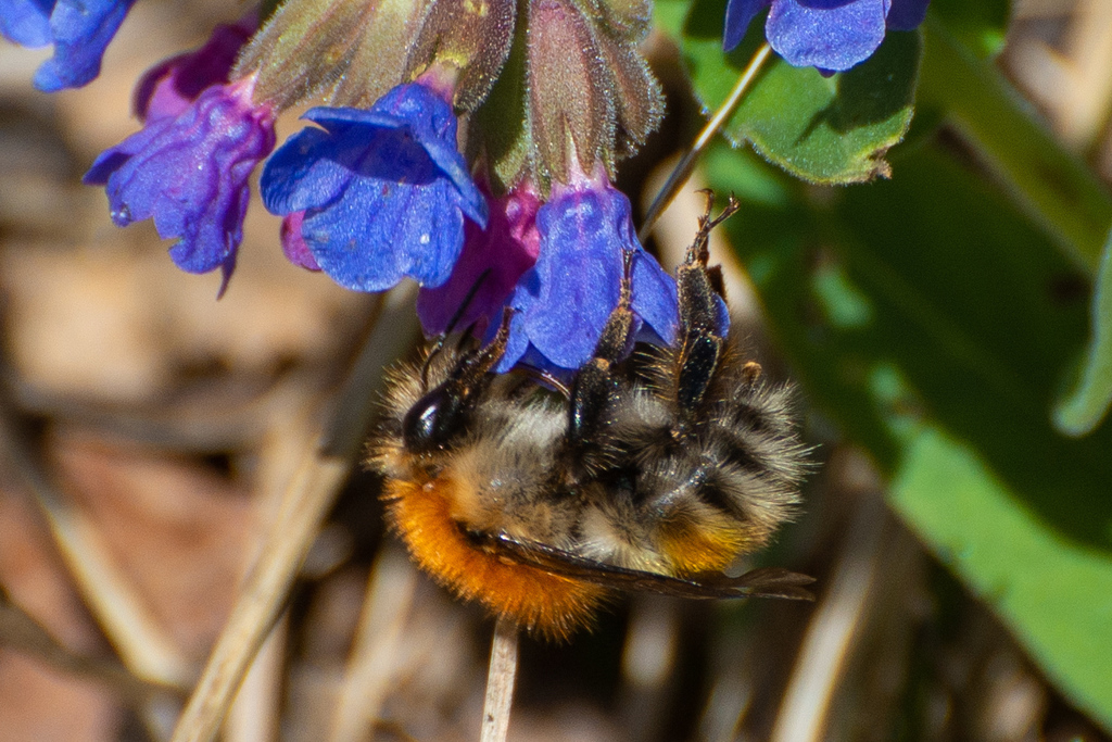 Schrenck's Bumble Bee