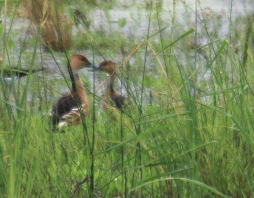 iNaturalist image
