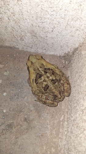 Cururu Toad