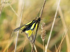 Libelloides coccajus