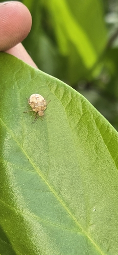 iNaturalist observation photo of Nezarini